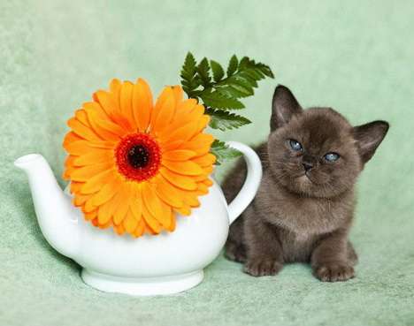 Бурманские котята из питомника Бурманские котята из питомника