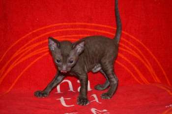 Роскошные котята корниш рекса Роскошные котята корниш рекса