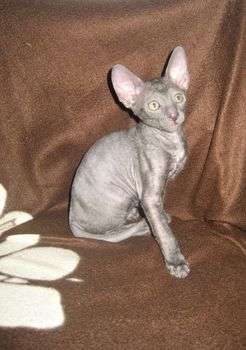 Элитные котята корниш рекса Элитные котята корниш рекса