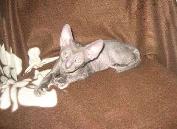 Элитные котята корниш рекса Элитные котята корниш рекса