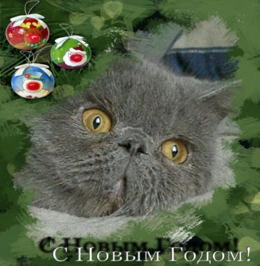 Котята персидские и экзотические Котята персидские и экзотические