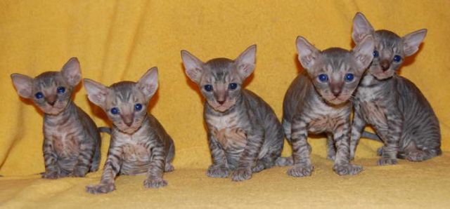 Корниш Рекс котята Корниш Рекс котята