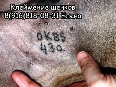 КЛЕЙМЕНИЕ ЩЕНКОВ с выездом на дом КЛЕЙМЕНИЕ ЩЕНКОВ с выездом на дом