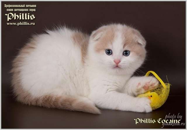Прикольные котятки Прикольные котятки