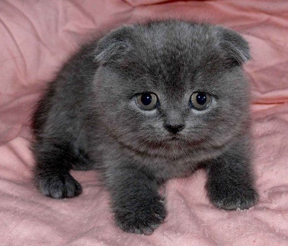 Продажа котят Харьков Продажа котят Харьков