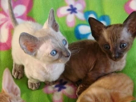 продажа котят корниш рекс продажа котят корниш рекс