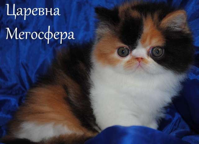 Персидские и экзотические котята Персидские и экзотические котята