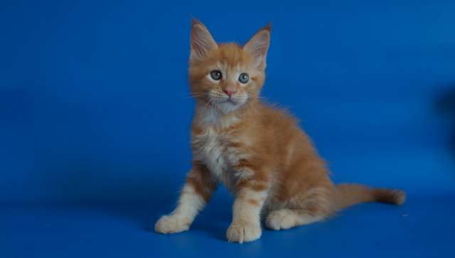 Котята Мейн кун из питомника Котята Мейн кун из питомника