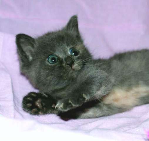 Лапочка-котёнка в дар,1, 5 мес. Лапочка-котёнка в дар,1, 5 мес.