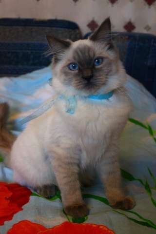 Котик породы Ragdoll Котик породы Ragdoll
