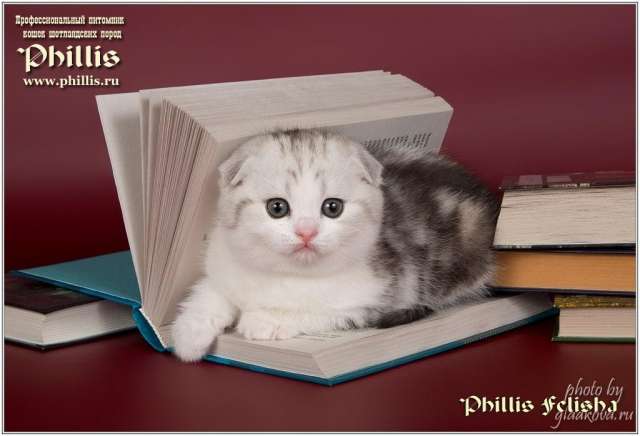 Прикольные котятки Прикольные котятки