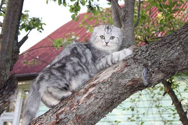 хайленд фолд котенок,зеленоглазый кот