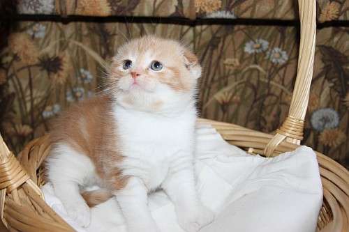 шотландские вислоухие котята, кот шотландские вислоухие котята, кот
