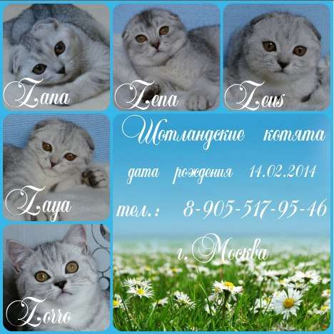 Вислоухие котята шоу-класса Вислоухие котята шоу-класса
