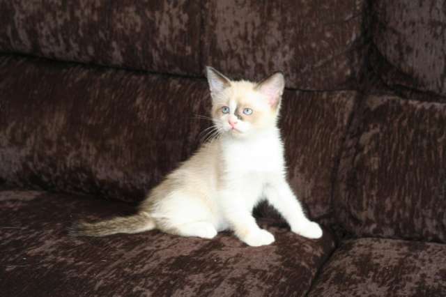 Котята сноу шу Котята сноу шу