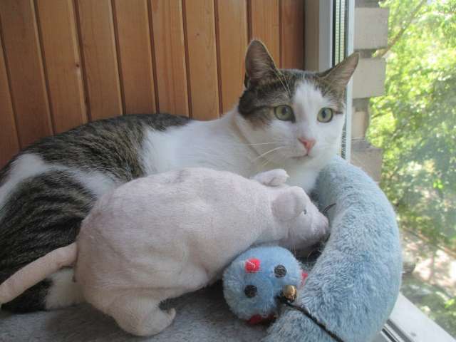 кот в дар