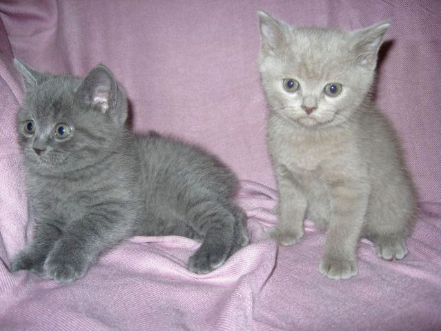 Британские плюшевые котята! Британские плюшевые котята!