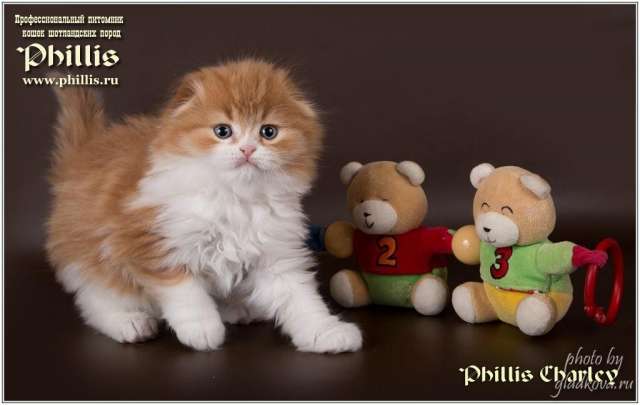 Восхитительные котята Восхитительные котята