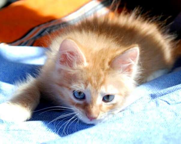 В дар пушистые котята, 3,5 мес.