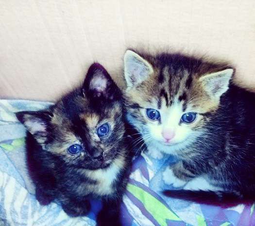 Котята 1 месяц Котята 1 месяц