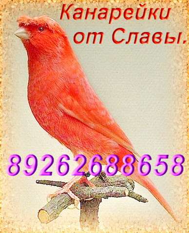 Red Canary, хохлатый красный выставочный. Канарейки Red Canary, хохлатый красный выставочный. Канарейки