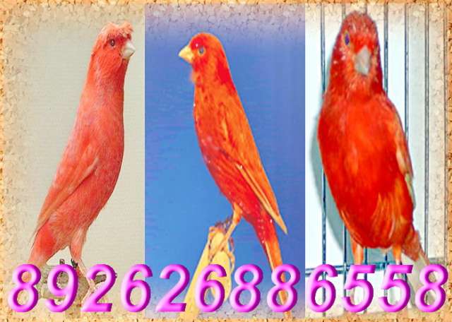 Canary Red хохлатый красный выставочный. Канарейки Canary Red хохлатый красный выставочный. Канарейки