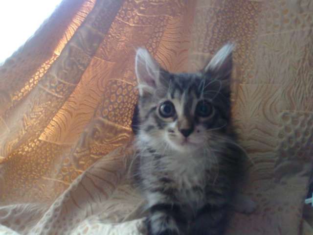 Котенок в дар Котенок в дар