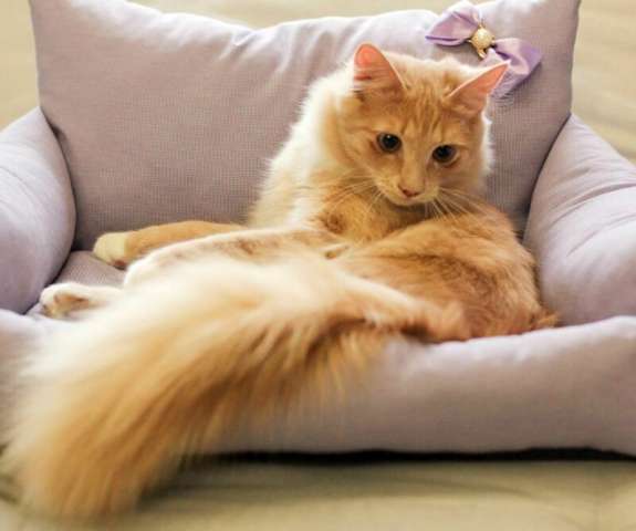 В дар котик цвета крем-брюле, 7 мес. В дар котик цвета крем-брюле, 7 мес.