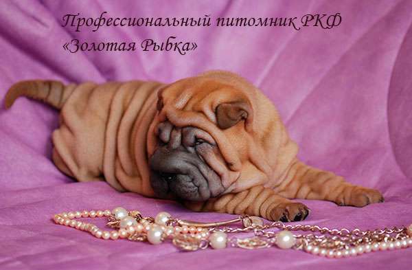 Супер щенки шар-пея внуки чемпиона мира Супер щенки шар-пея внуки чемпиона мира
