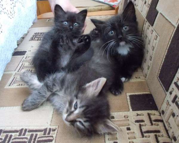 Отдам котят бесплатно Отдам котят бесплатно