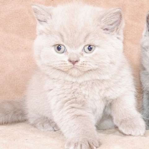 Британский лиловый котик, носитель циннамона Британский лиловый котик, носитель циннамона
