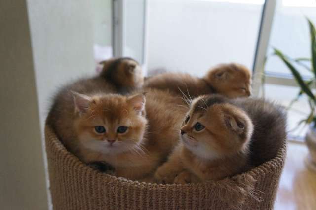 Продаются котята Продаются котята
