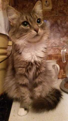 Молоденькая кошечка Марусенька (7 мес.) Молоденькая кошечка Марусенька (7 мес.)