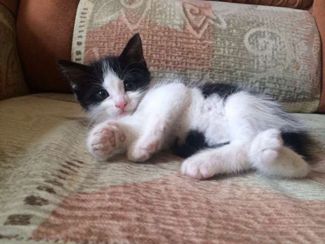 Котенок в добрые руки Котенок в добрые руки