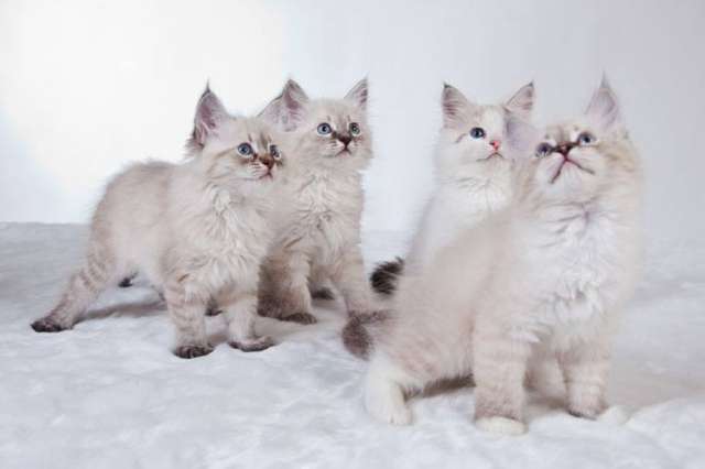 Невские маскарадные котята Невские маскарадные котята