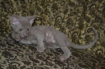 Элитные котята корниш рекса Элитные котята корниш рекса