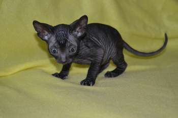 Роскошные котята корниш рекса Роскошные котята корниш рекса