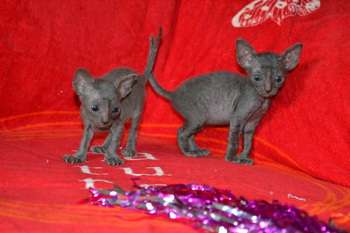 Элитные котята корниш рекса Элитные котята корниш рекса