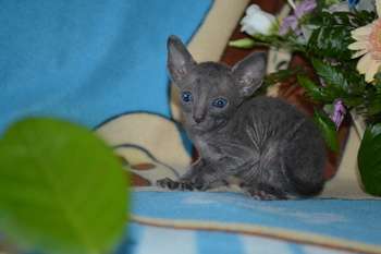 Элитные котята корниш рекса Элитные котята корниш рекса