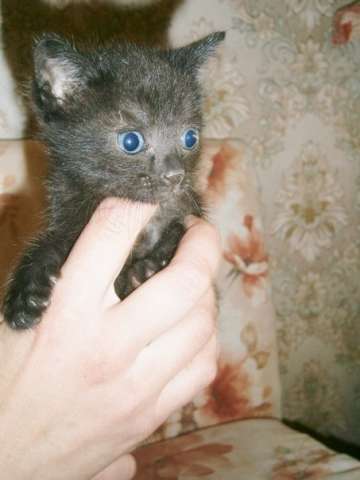 Котята сироты ищут дом. Котята сироты ищут дом.