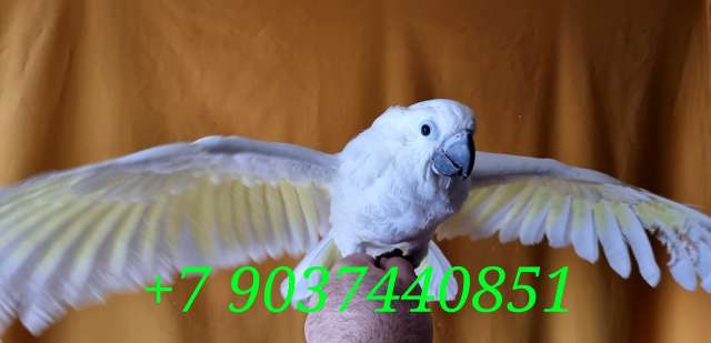 Белохохлый какаду (Cacatua alba) ручные птенцы из питомника Белохохлый какаду (Cacatua alba) ручные птенцы из питомника