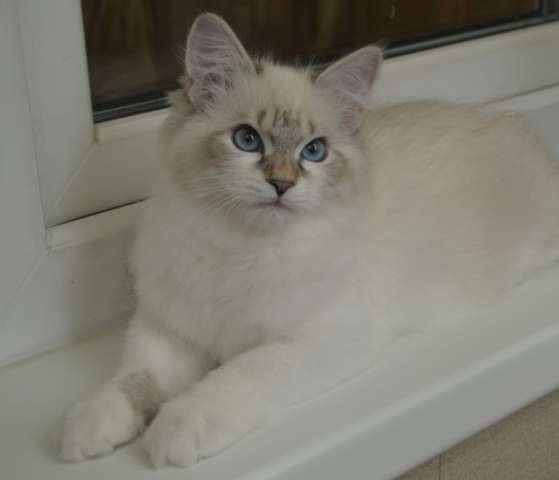 Невские Маскарадные котята Невские Маскарадные котята