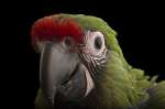 Арлекин гибрид попугаев ара - ручные птенцы из питомника