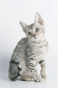 Бенгальские котята Бенгальские котята