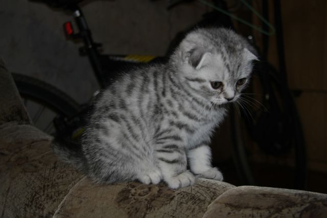 Котята Scottish Fold Девочки. 