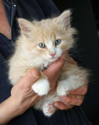 Котенок неземной красоты мальчик 1.5 мес! Котенок неземной красоты мальчик 1.5 мес!