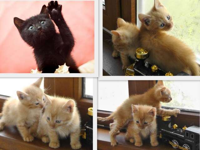 Два рыжих солнышка и черненькая тучка! Котята в дар. Два рыжих солнышка и черненькая тучка! Котята в дар.