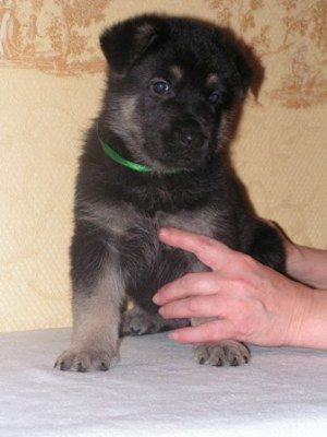 Щенки восточноевропейской овчарки Щенки восточноевропейской овчарки