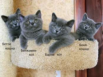 Голубые британские котята Голубые британские котята