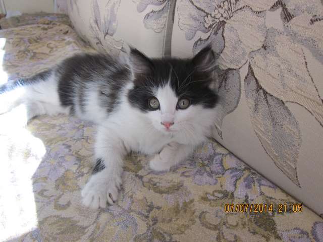 Отдам котенка)) Отдам котенка))